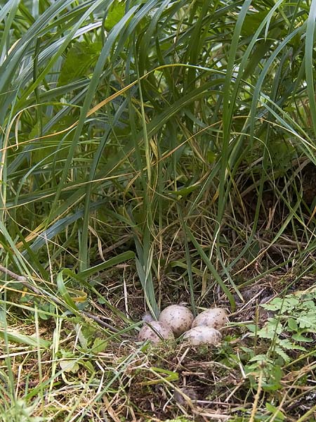 Lehtokurppa, Eurasian Woodcock, Scolopax rusticola